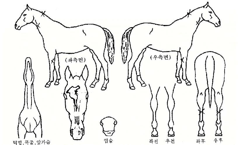 µ¥³×ºêÀÇ Ãø¸é,¿ì¸é,µÞ¸é,µÎ»ó,´Ù¸®ÀÇ Æ¯Â¡µµÇØ