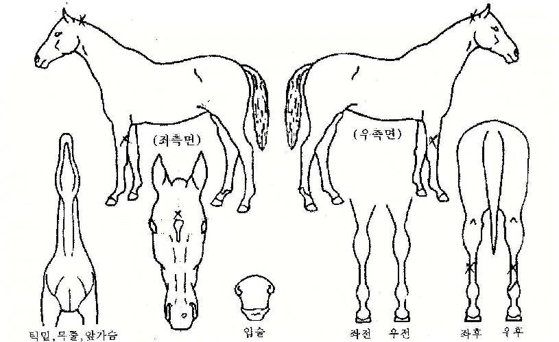 �����緯�� ����,���,�޸�,�λ�,�ٸ��� Ư¡����