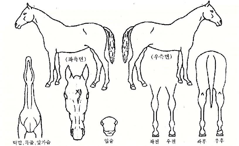 ½Ã¿øÇϰÔÀÇ Ãø¸é,¿ì¸é,µÞ¸é,µÎ»ó,´Ù¸®ÀÇ Æ¯Â¡µµÇØ