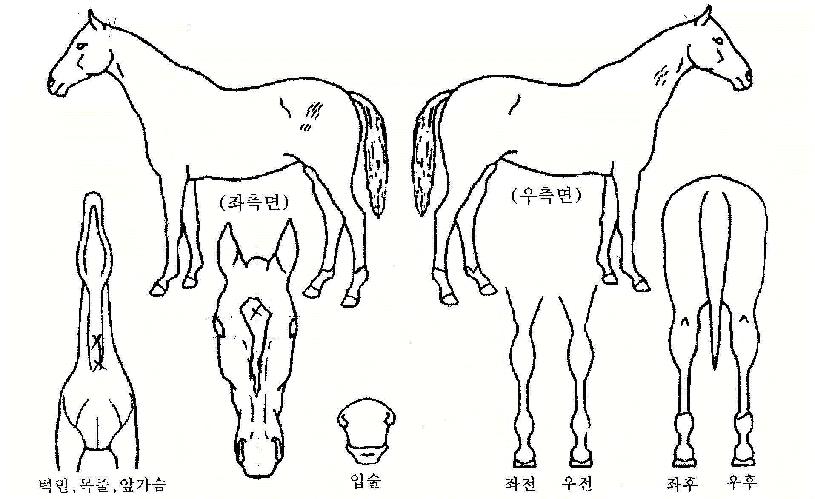 �۶��̵����� ����,���,�޸�,�λ�,�ٸ��� Ư¡����