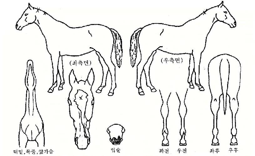 Ǫ�������� ����,���,�޸�,�λ�,�ٸ��� Ư¡����