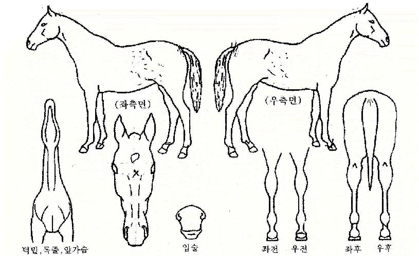 ��Ȳ������ ����,���,�޸�,�λ�,�ٸ��� Ư¡����