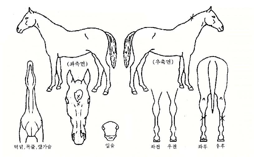 ÇØµ¿ÃµÇÏÀÇ Ãø¸é,¿ì¸é,µÞ¸é,µÎ»ó,´Ù¸®ÀÇ Æ¯Â¡µµÇØ