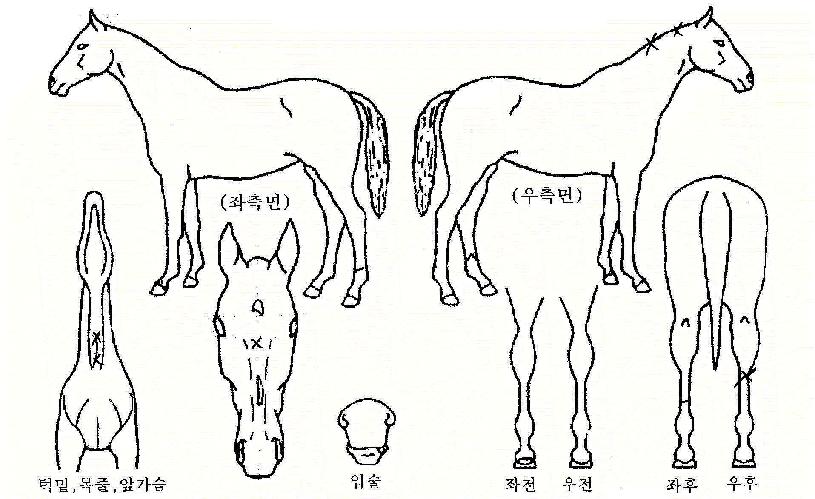 ÆÄÀÎÇ÷¹ÀÌÀÇ Ãø¸é,¿ì¸é,µÞ¸é,µÎ»ó,´Ù¸®ÀÇ Æ¯Â¡µµÇØ