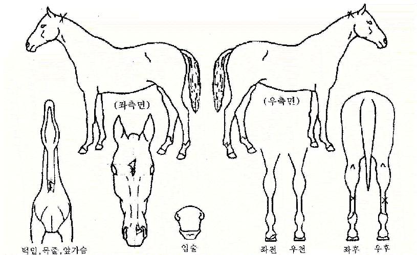 ÇÁ¸®·£¼ÀÇ Ãø¸é,¿ì¸é,µÞ¸é,µÎ»ó,´Ù¸®ÀÇ Æ¯Â¡µµÇØ