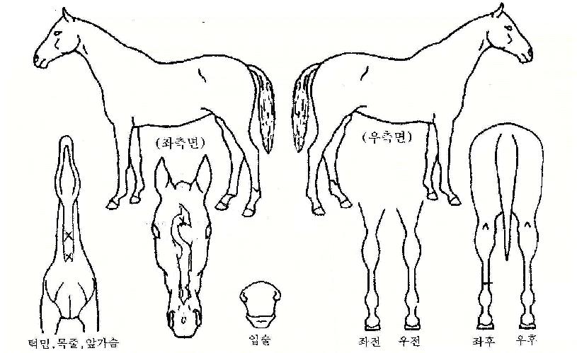 ��â������ ����,���,�޸�,�λ�,�ٸ��� Ư¡����