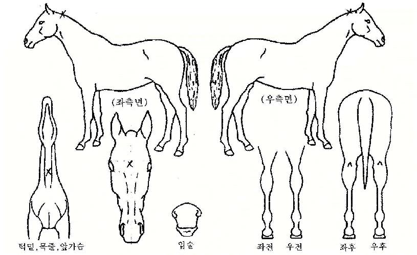 û�عٴ��� ����,���,�޸�,�λ�,�ٸ��� Ư¡����