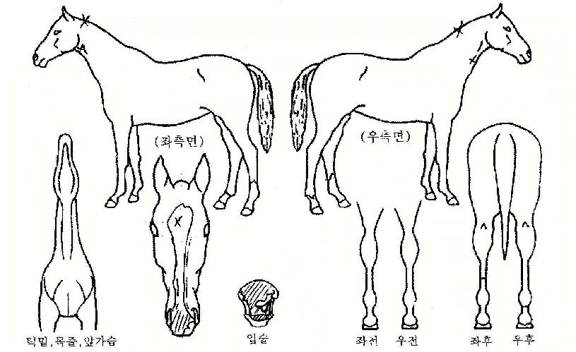 ������� ����,���,�޸�,�λ�,�ٸ��� Ư¡����