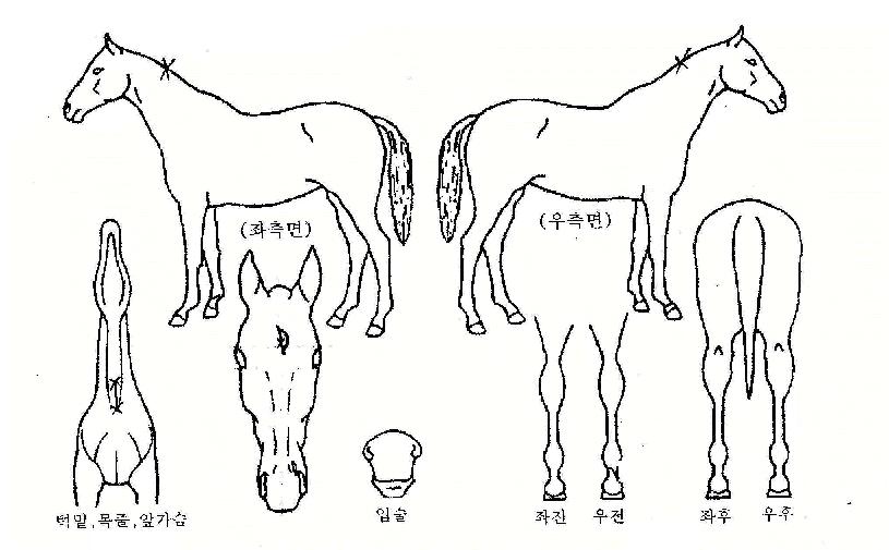 �׷��帶��ƾ�� ����,���,�޸�,�λ�,�ٸ��� Ư¡����