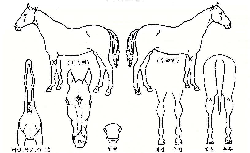 ������ ����,���,�޸�,�λ�,�ٸ��� Ư¡����