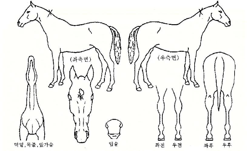 ž���� ����,���,�޸�,�λ�,�ٸ��� Ư¡����
