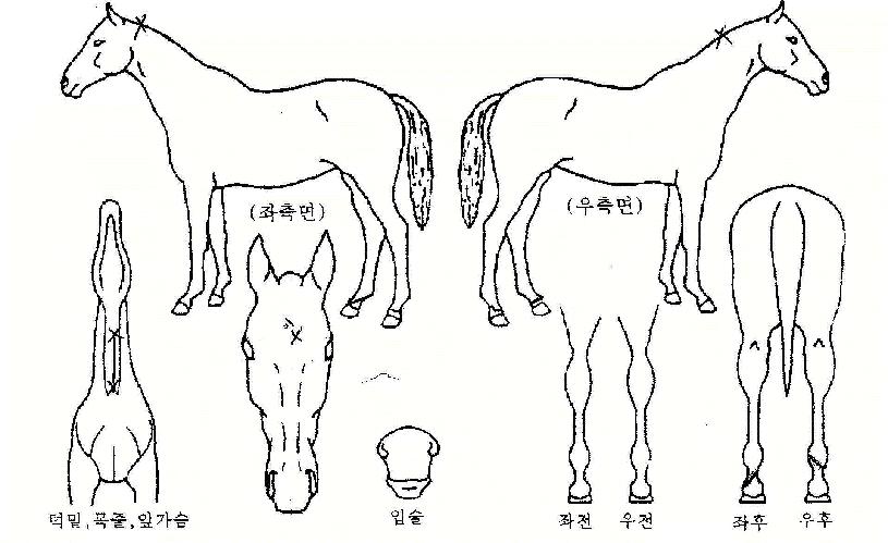 �������� ����,���,�޸�,�λ�,�ٸ��� Ư¡����