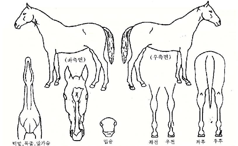 Å©¶ó¿î¾ÓÄÚ¸£ÀÇ Ãø¸é,¿ì¸é,µÞ¸é,µÎ»ó,´Ù¸®ÀÇ Æ¯Â¡µµÇØ