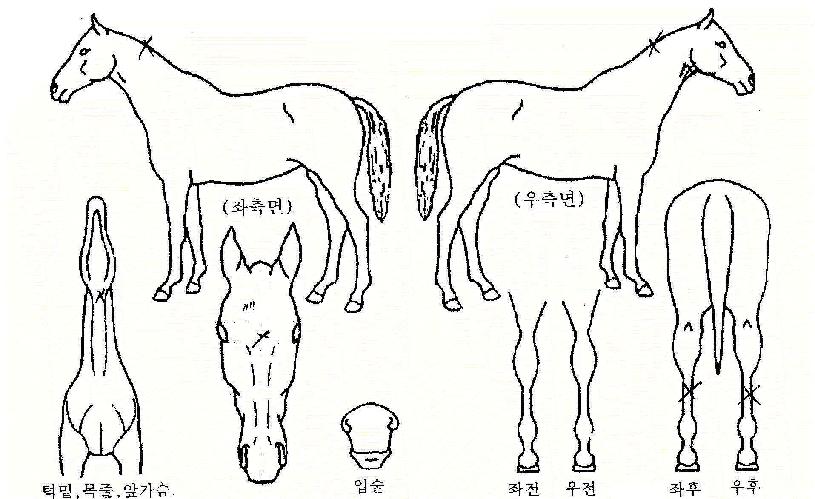 Á¦°öÀÇ Ãø¸é,¿ì¸é,µÞ¸é,µÎ»ó,´Ù¸®ÀÇ Æ¯Â¡µµÇØ