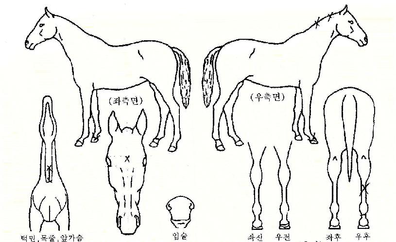 ����ĳ������ ����,���,�޸�,�λ�,�ٸ��� Ư¡����