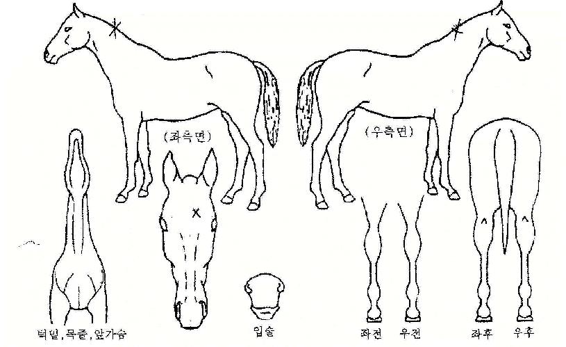 ����ǳ�� ����,���,�޸�,�λ�,�ٸ��� Ư¡����