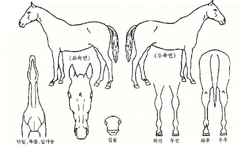 ŸÀ̰ÅÁöÇÁÀÇ Ãø¸é,¿ì¸é,µÞ¸é,µÎ»ó,´Ù¸®ÀÇ Æ¯Â¡µµÇØ