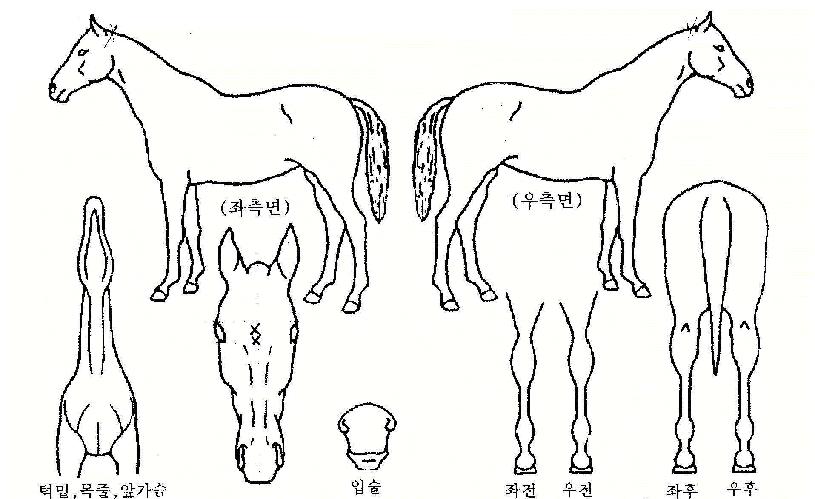 ¹Ì·¡¿©°ÉÀÇ Ãø¸é,¿ì¸é,µÞ¸é,µÎ»ó,´Ù¸®ÀÇ Æ¯Â¡µµÇØ