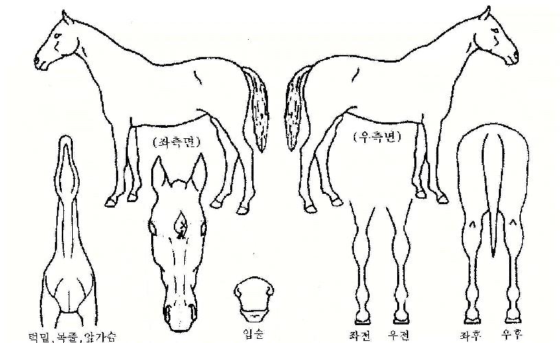 ���־����� ����,���,�޸�,�λ�,�ٸ��� Ư¡����