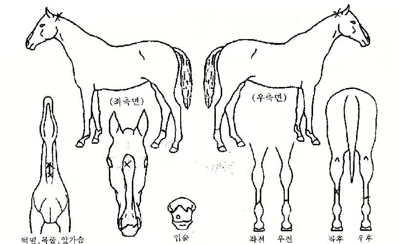 �Ҹ���� ����,���,�޸�,�λ�,�ٸ��� Ư¡����