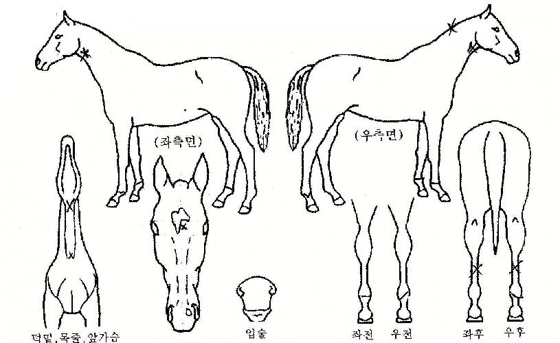 Ãæ°æÀÇ Ãø¸é,¿ì¸é,µÞ¸é,µÎ»ó,´Ù¸®ÀÇ Æ¯Â¡µµÇØ