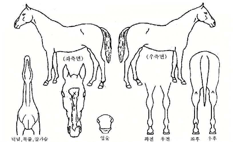 ��뽺���� ����,���,�޸�,�λ�,�ٸ��� Ư¡����