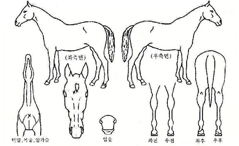 ���������� ����,���,�޸�,�λ�,�ٸ��� Ư¡����