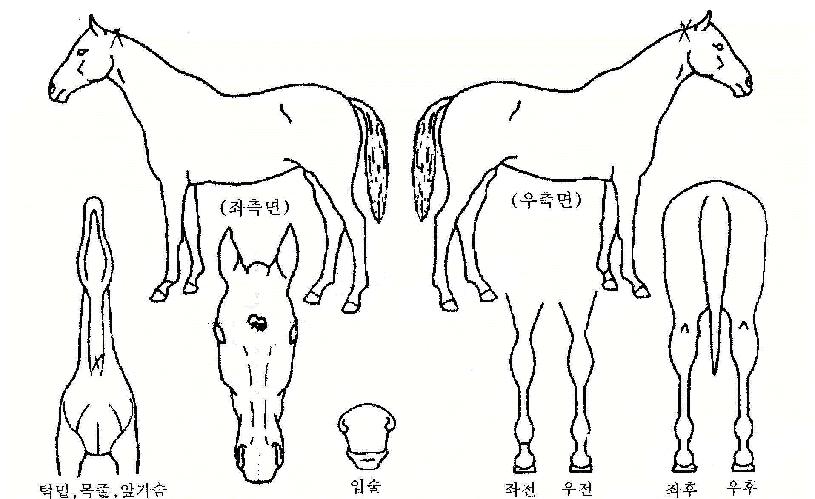 �ÿ�������Ƽ�� ����,���,�޸�,�λ�,�ٸ��� Ư¡����