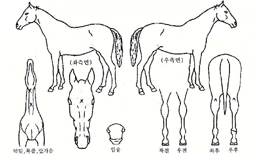 ÁÁÀº½ÃÀÛÀÇ Ãø¸é,¿ì¸é,µÞ¸é,µÎ»ó,´Ù¸®ÀÇ Æ¯Â¡µµÇØ