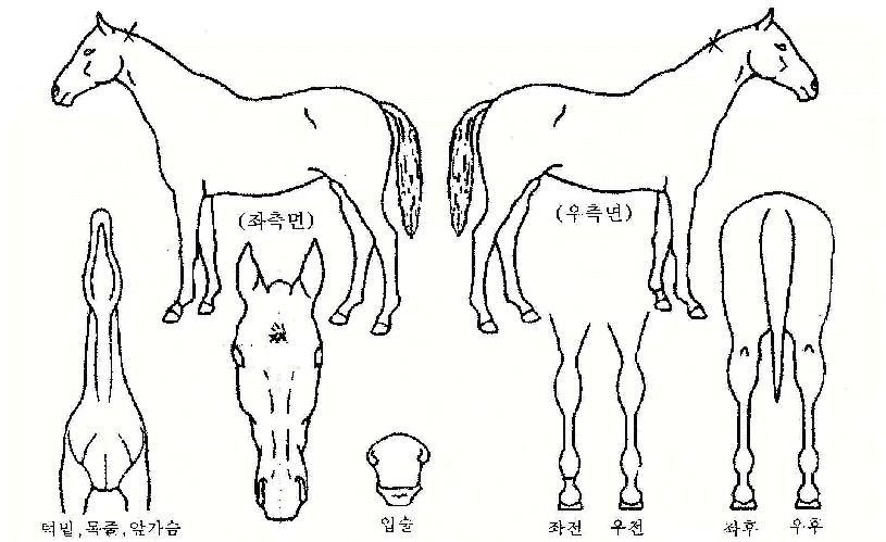 Á¾È¾¹«¾ÖÀÇ Ãø¸é,¿ì¸é,µÞ¸é,µÎ»ó,´Ù¸®ÀÇ Æ¯Â¡µµÇØ