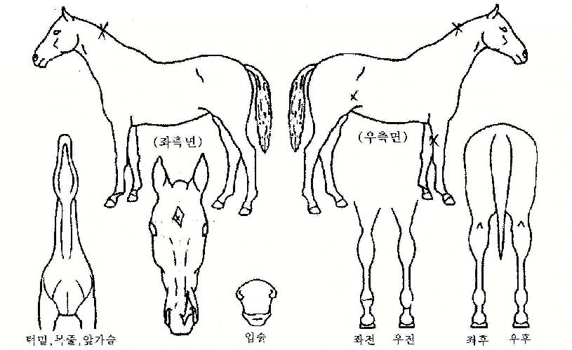 �ҳ��̾��� ����,���,�޸�,�λ�,�ٸ��� Ư¡����