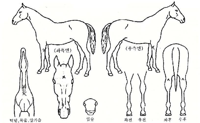 ����ǳ�� ����,���,�޸�,�λ�,�ٸ��� Ư¡����