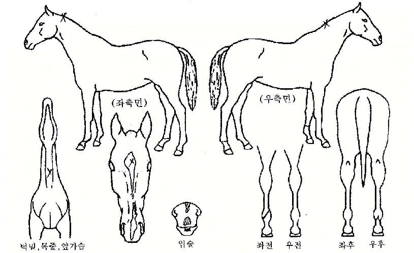 ����õ�� ����,���,�޸�,�λ�,�ٸ��� Ư¡����