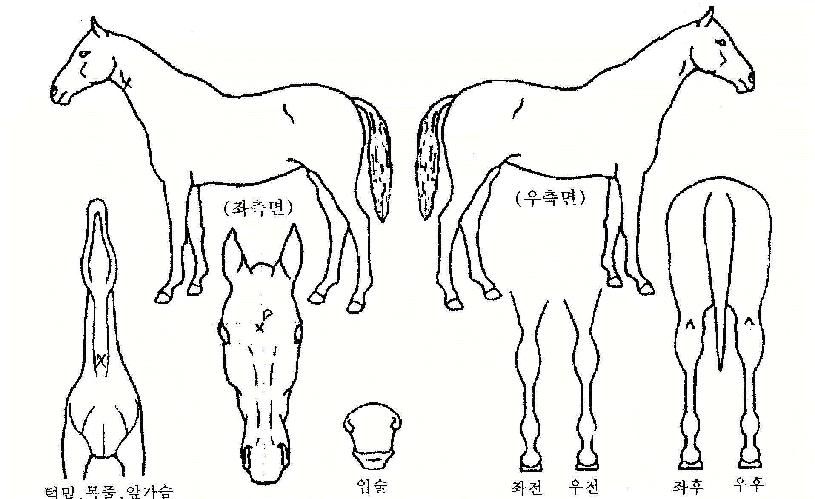 ���������� ����,���,�޸�,�λ�,�ٸ��� Ư¡����