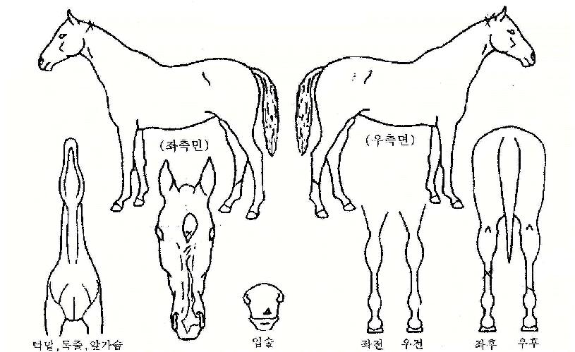 ÀǼºÀÇ Ãø¸é,¿ì¸é,µÞ¸é,µÎ»ó,´Ù¸®ÀÇ Æ¯Â¡µµÇØ