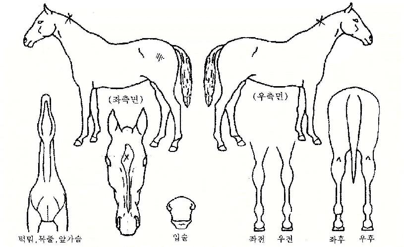 �������� ����,���,�޸�,�λ�,�ٸ��� Ư¡����