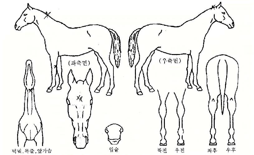 ������������̵��ڸ��� ����,���,�޸�,�λ�,�ٸ��� Ư¡����