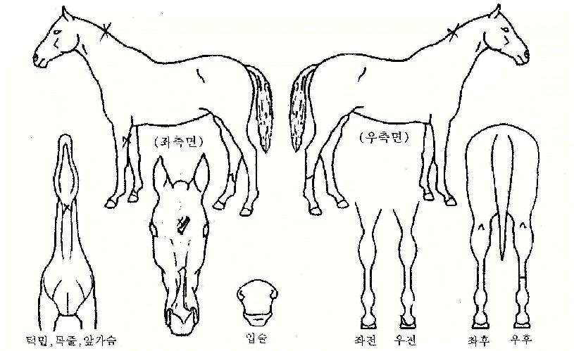 ûõÇÏ´ÃÀÇ Ãø¸é,¿ì¸é,µÞ¸é,µÎ»ó,´Ù¸®ÀÇ Æ¯Â¡µµÇØ