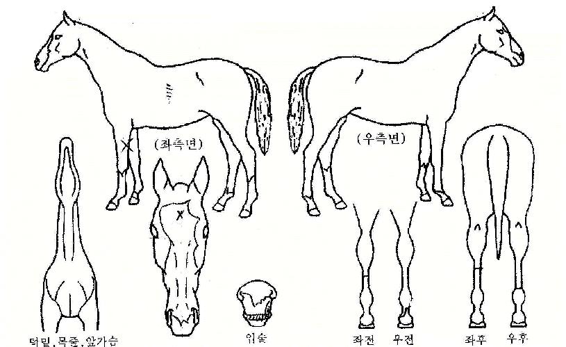 �������� ����,���,�޸�,�λ�,�ٸ��� Ư¡����