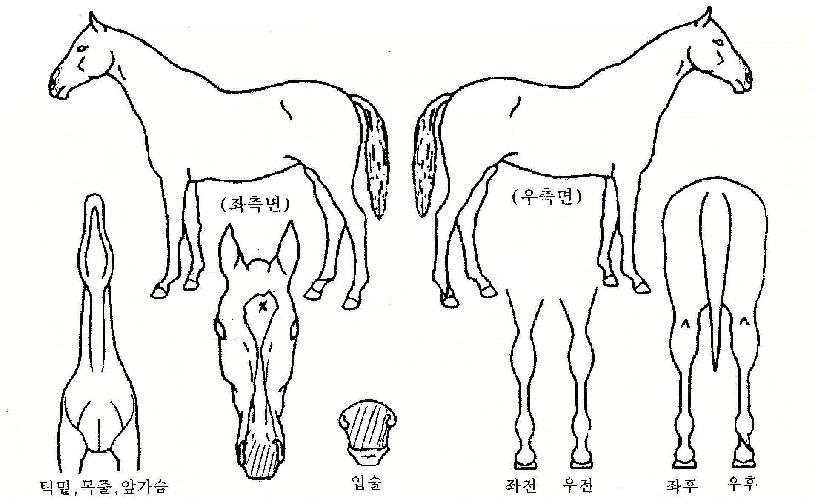 ¾î°ÕÅõ°Ô´õÀÚ¸¶ÀÇ Ãø¸é,¿ì¸é,µÞ¸é,µÎ»ó,´Ù¸®ÀÇ Æ¯Â¡µµÇØ