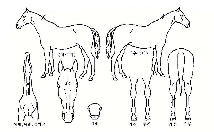 È·ÁÇѺҲÉÀÇ Ãø¸é,¿ì¸é,µÞ¸é,µÎ»ó,´Ù¸®ÀÇ Æ¯Â¡µµÇØ