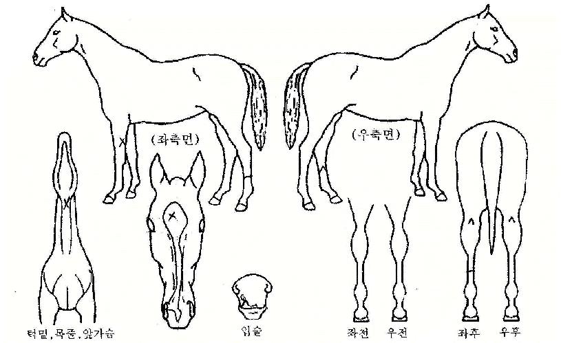 ¼Ö¶ó¿¡³ÊÁöÀÇ Ãø¸é,¿ì¸é,µÞ¸é,µÎ»ó,´Ù¸®ÀÇ Æ¯Â¡µµÇØ