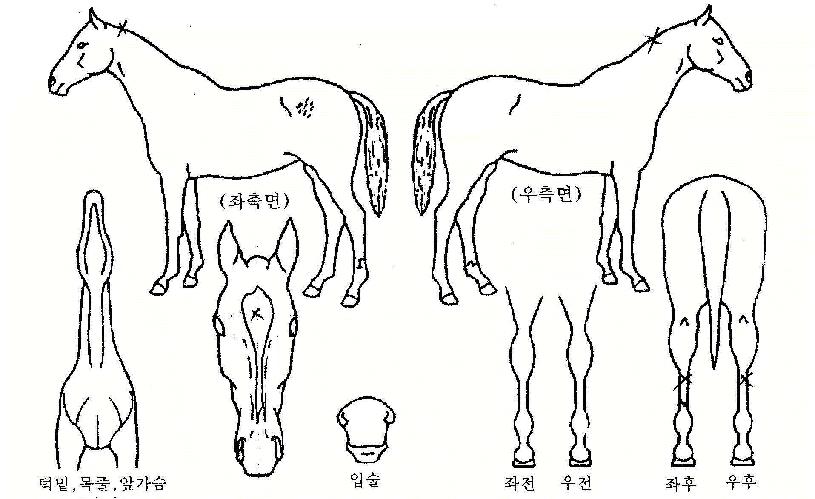 Á¾°¢ÀÚ¸¶ÀÇ Ãø¸é,¿ì¸é,µÞ¸é,µÎ»ó,´Ù¸®ÀÇ Æ¯Â¡µµÇØ