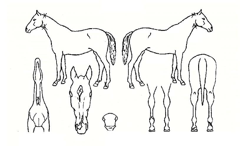 �Ϸպ����� ����,���,�޸�,�λ�,�ٸ��� Ư¡����