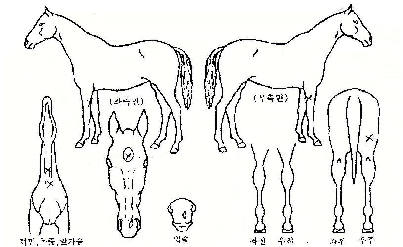 Çϵ¿Áö»çÀÇ Ãø¸é,¿ì¸é,µÞ¸é,µÎ»ó,´Ù¸®ÀÇ Æ¯Â¡µµÇØ