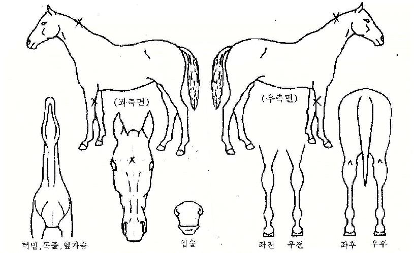 Ȩ��ŷ�� ����,���,�޸�,�λ�,�ٸ��� Ư¡����