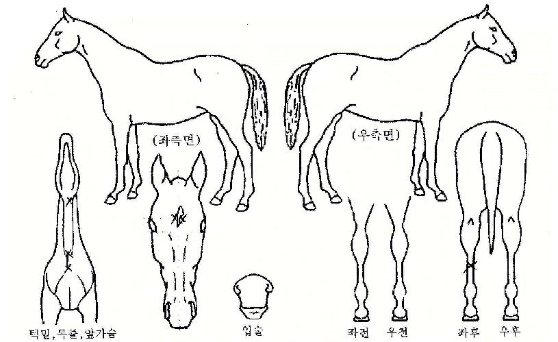 �������� ����,���,�޸�,�λ�,�ٸ��� Ư¡����