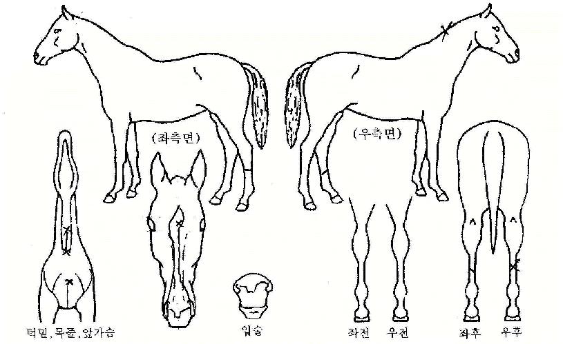 �������� ����,���,�޸�,�λ�,�ٸ��� Ư¡����