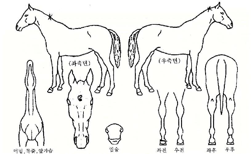 ������� ����,���,�޸�,�λ�,�ٸ��� Ư¡����