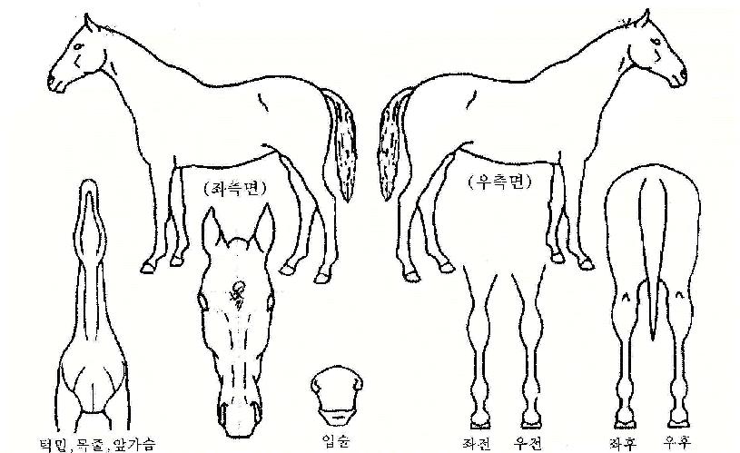 ���帮�� ����,���,�޸�,�λ�,�ٸ��� Ư¡����